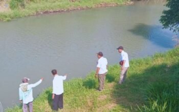 Buaya Muara Kembali Gegerkan Warga di Sungai Bondoyudo, Surabaya