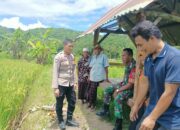 Polisi Dampingi Petani Kuripan Selatan, Swasembada Pangan Dekat!