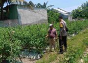 Polsek Labuapi Ajak Warga Manfaatkan Pekarangan, Hasilnya Mengesankan!