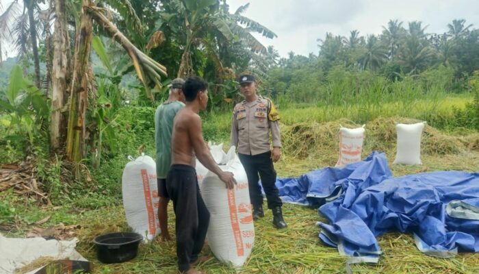 Polisi Hadir di Tengah Panen Petani Lombok Barat, Harkamtibmas Terjaga