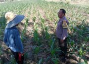 Optimalisasi Pekarangan Warga untuk Kemandirian Pangan Desa