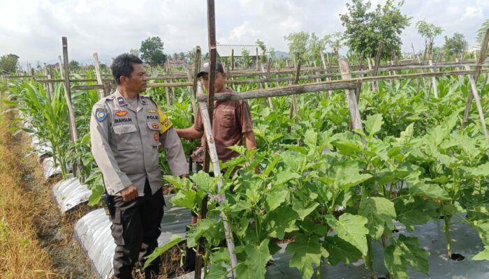 Optimalisasi Pekarangan Pangan Bergizi melalui Sambang Bhabinkamtibmas