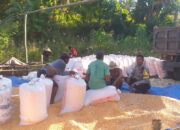 Panen Jagung Hibrida di Lombok Barat: Hasil Menguntungkan dan Peran Bhabinkamtibmas