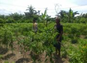 Bhabinkamtibmas Dorong Warga Optimalkan Lahan untuk Pangan