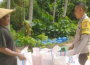 Bhabinkamtibmas Sekotong Dukung Petani Jagung Jaga Kamtibmas