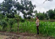 Bhabinkamtibmas Terong Tawah Gencarkan Program Pangan Keluarga Berbasis Pekarangan