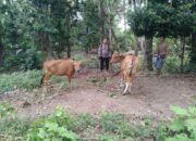 Bhabinkamtibmas Desa Batulayar Barat Dorong Pemanfaatan Pekarangan untuk Ketahanan Pangan