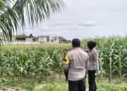 Bhabinkamtibmas Aktif Dukung Petani Cabai Demi Ketahanan Pangan Lokal