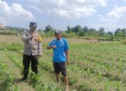 Bhabinkamtibmas Desa Beleka Lakukan Silaturahmi, Dukung Ketahanan Pangan Lokal