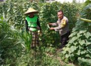 Bhabinkamtibmas Ajak Warga Tanam Pangan untuk Dukung Ketahanan Nasional