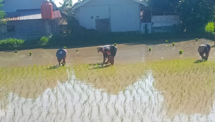 Babinsa Tanjung Dampingi Petani Tanam Padi Musim Kedua