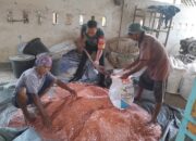 Sinergi TNI dan Petani Tingkatkan Produktivitas Padi di Lembar