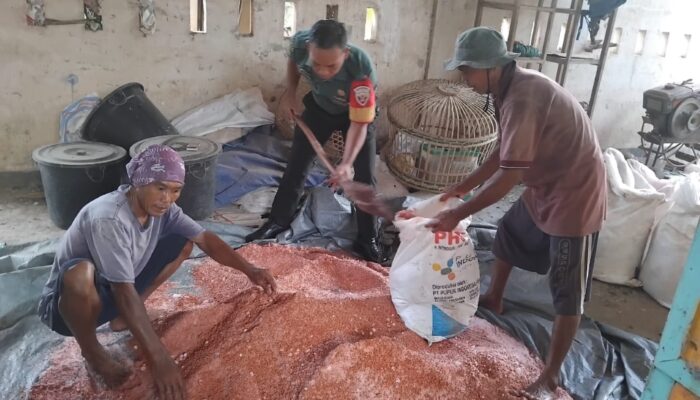 Sinergi TNI dan Petani Tingkatkan Produktivitas Padi di Lembar