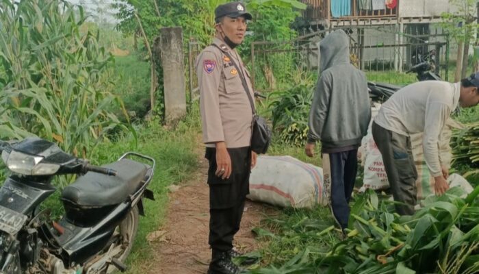 Peran Aktif Polri dalam Ketahanan Pangan: Panen Jagung di Kediri, Lombok Barat