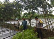 Sinergi Polsek Kediri dan Petani Dorong Stabilitas Pangan di Lombok Barat