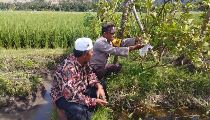 Sinergi Polri dan Petani di Gerung Perkuat Ketahanan Pangan