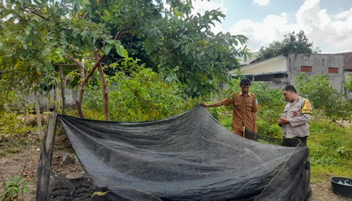 Ketahanan Pangan Dimulai dari Dusun: Inisiatif Hijau Warga Gelogor Selatan