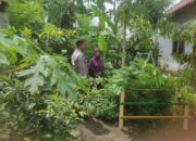 Ketahanan Pangan Dimulai dari Pekarangan: Inisiatif Polsek Gerung