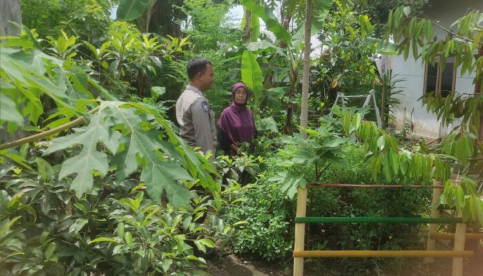 Ketahanan Pangan Dimulai dari Pekarangan: Inisiatif Polsek Gerung