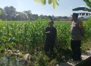 Polsek Gerung Aktif Dampingi Petani Lombok Barat Tingkatkan Produktivitas