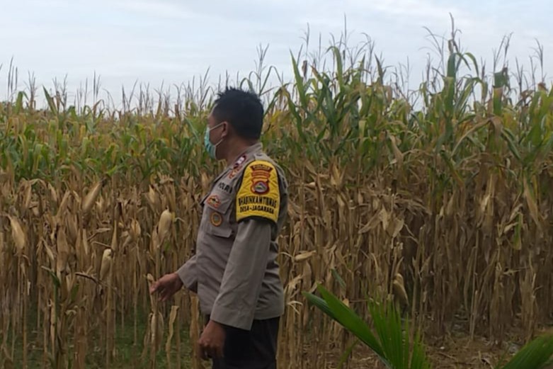 Bhabinkamtibmas Jagaraga Dukung Ketahanan Pangan di Dusun Beremi