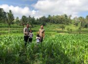 Polri Dampingi Ketahanan Pangan di Desa Mareje