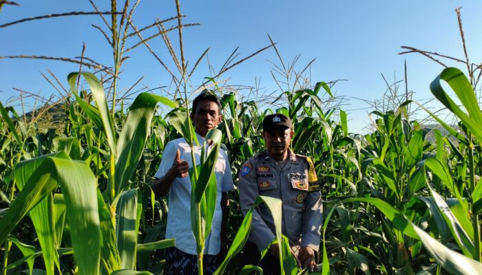 Sinergi Polsek Lembar dan Petani Jagung di Mareje Timur Jaga Ketahanan Pangan