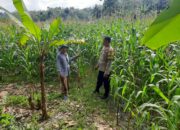Polres Lombok Barat Dorong Produktivitas Petani Jagung di Jelateng Timur