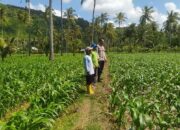 Ketahanan Pangan Diperkuat, Petani Batu Putih Tanam Jagung