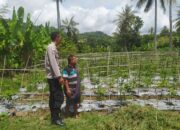 Sinergi Polri dan Petani di Batu Putih Dorong Ketahanan Pangan