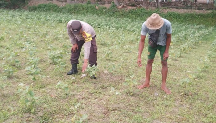 Optimalisasi Lahan Pertanian Desa Taman Ayu, Polri Ambil Peran Strategis