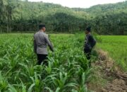 Silaturahmi Bhabinkamtibmas di Sekotong: Sinergi Jaga Kamtibmas dan Pertanian