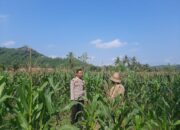 Sinergi Polri dan Petani Dusun Jelateng: Dorong Swasembada Jagung di Lombok Barat