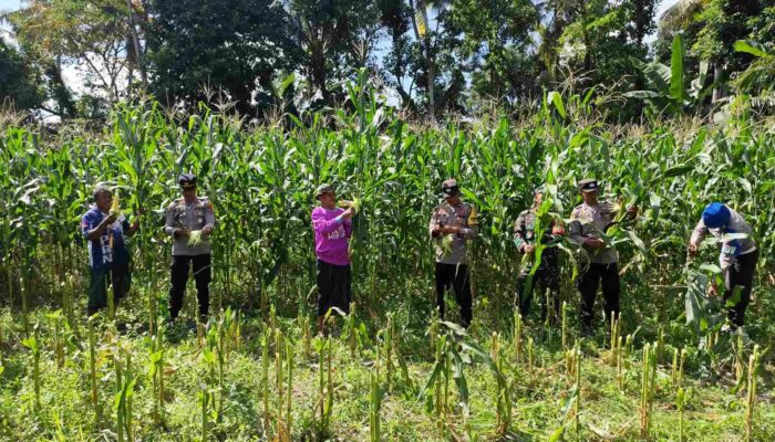 Sinergi Ketahanan Pangan: Panen Jagung Bersama di Kuripan, NTB