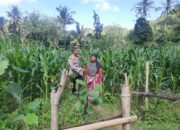 Sinergi Polri dan Petani Jagung di Dusun Kambeng Barat
