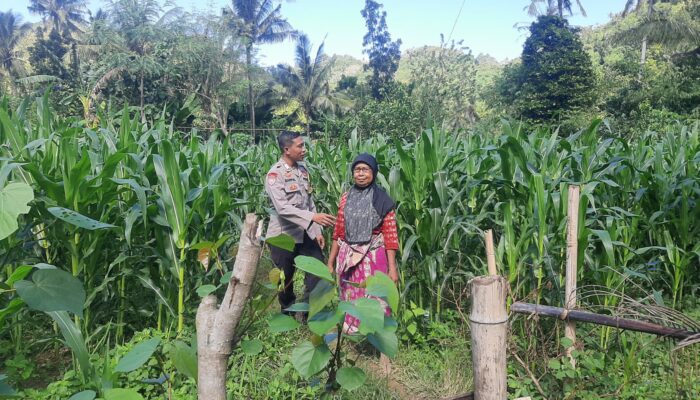 Sinergi Polri dan Petani Jagung di Dusun Kambeng Barat