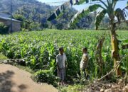 Peran Bhabinkamtibmas Lembar dalam Mendukung Petani Jagung Lokal