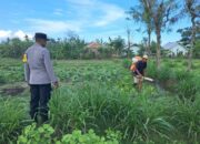 Bhabinkamtibmas Pelangan Aktif Dukung Ketahanan Pangan Lokal