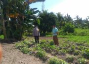 Bhabinkamtibmas Kuripan Aktif Bina Petani, Dukung Program Pangan Nasional