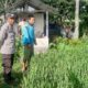 Polri Perkuat Swasembada Pangan di Desa Montong Are
