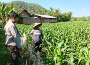 Bhabinkamtibmas Sekotong Timur Dampingi Petani, Petakan Tantangan Pangan Lokal