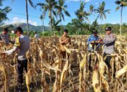 Dukungan Polsek Gerung untuk Petani Jagung Lombok Barat