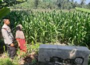 Bhabinkamtibmas Sambangi Petani Jagung di Sekotong Timur