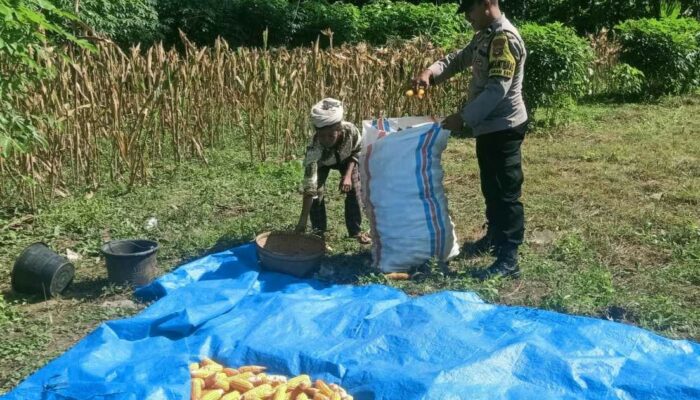 Ketahanan Pangan Dimulai dari Dusun Gelumpang Sekotong, Bhabinkamtibmas Turun Langsung