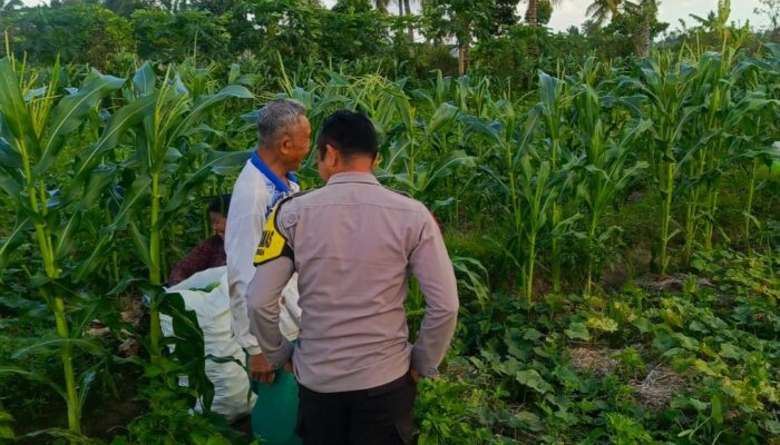 Polisi Sambangi Petani Mentimun di Lombok Barat