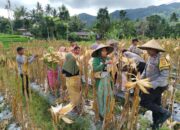 Swasembada Pangan: Kolaborasi Polsek dan Petani Mareje Timur