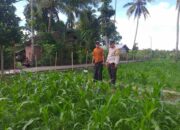 Pemantauan Pertanian oleh Polisi: Perkuat Sinergi dengan Petani di Kuripan Timur