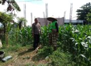 Sinergi Polisi dan Warga Dorong Kemandirian Pangan di Lombok Barat