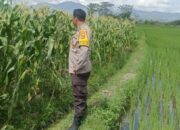 DDS Bhabinkamtibmas Beleka di Sawah: Dekatkan Polisi dan Petani