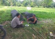 Bhabinkamtibmas Lembar Dampingi Petani Jagung dan Cabai